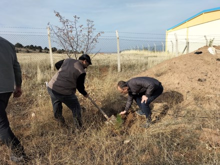 Her Çalışan Bir Fidan